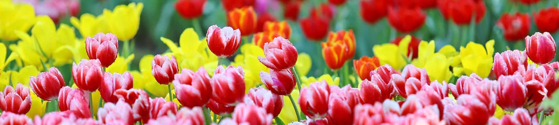 Tulpen-Tour Amsterdam
